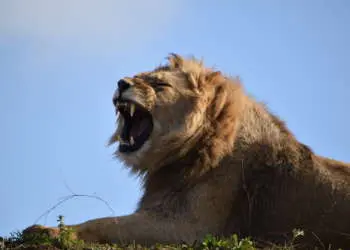 Le Bioparc, 1er site touristique privé de Maine-et-Loire