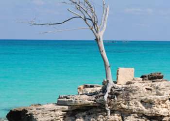 Les bonnes raisons de choisir la Martinique