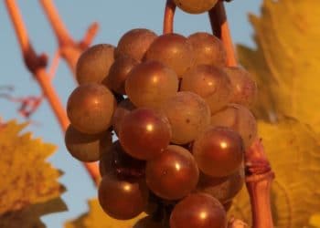 VENDANGES, FRANCE