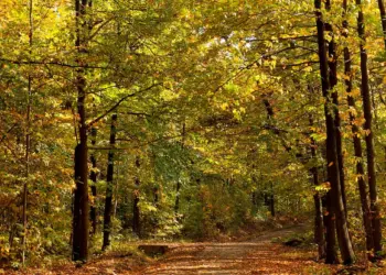 Val d'Oise : Immersion en pleine nature 