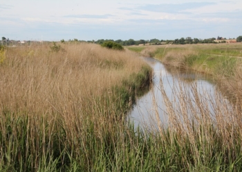 marais-poitevin-niort