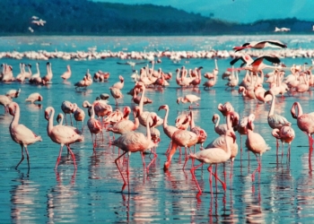 lac nakuru kenya