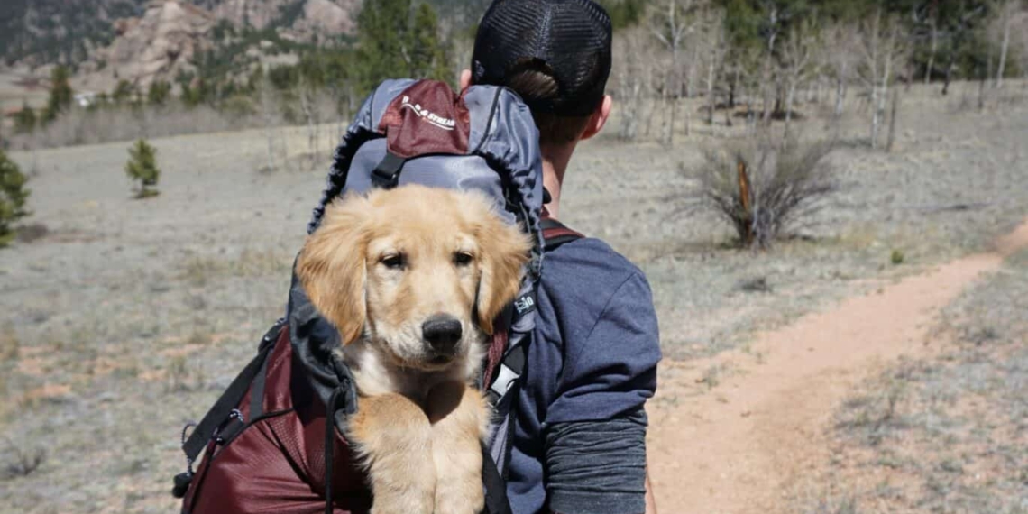 Comment voyager avec animal de compagnie