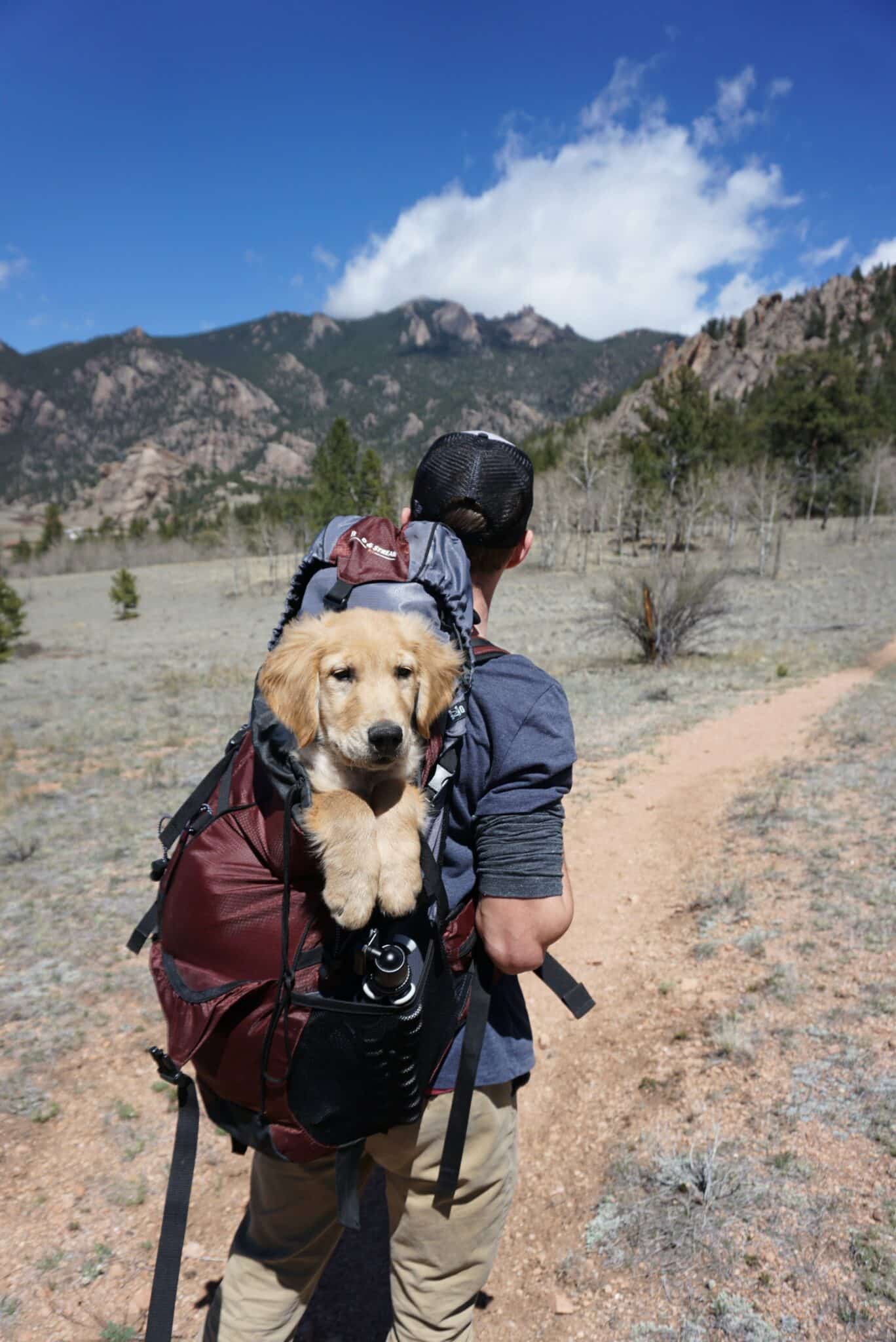 Comment voyager avec animal de compagnie