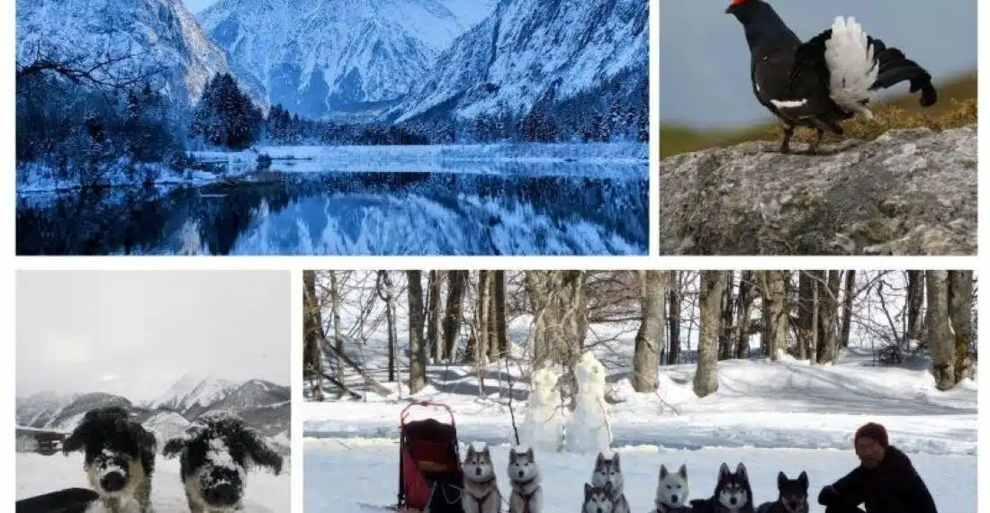 8 expériences nature & animaux en Oisans