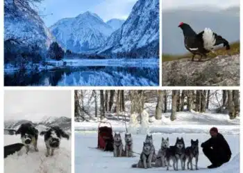 8 expériences nature & animaux en Oisans