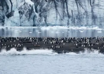 Hiver 2025-2026 : PONANT révèle toutes les facettes de l'Antarctique