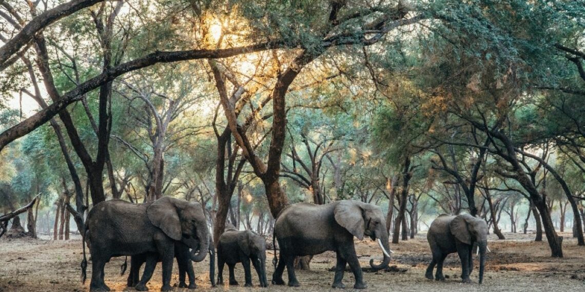 Initiatives de préservation de la faune Zambienne
