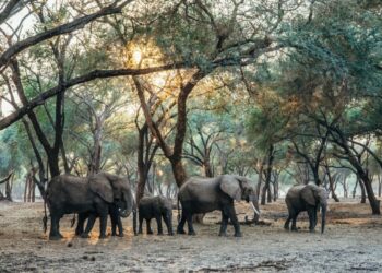 Initiatives de préservation de la faune Zambienne