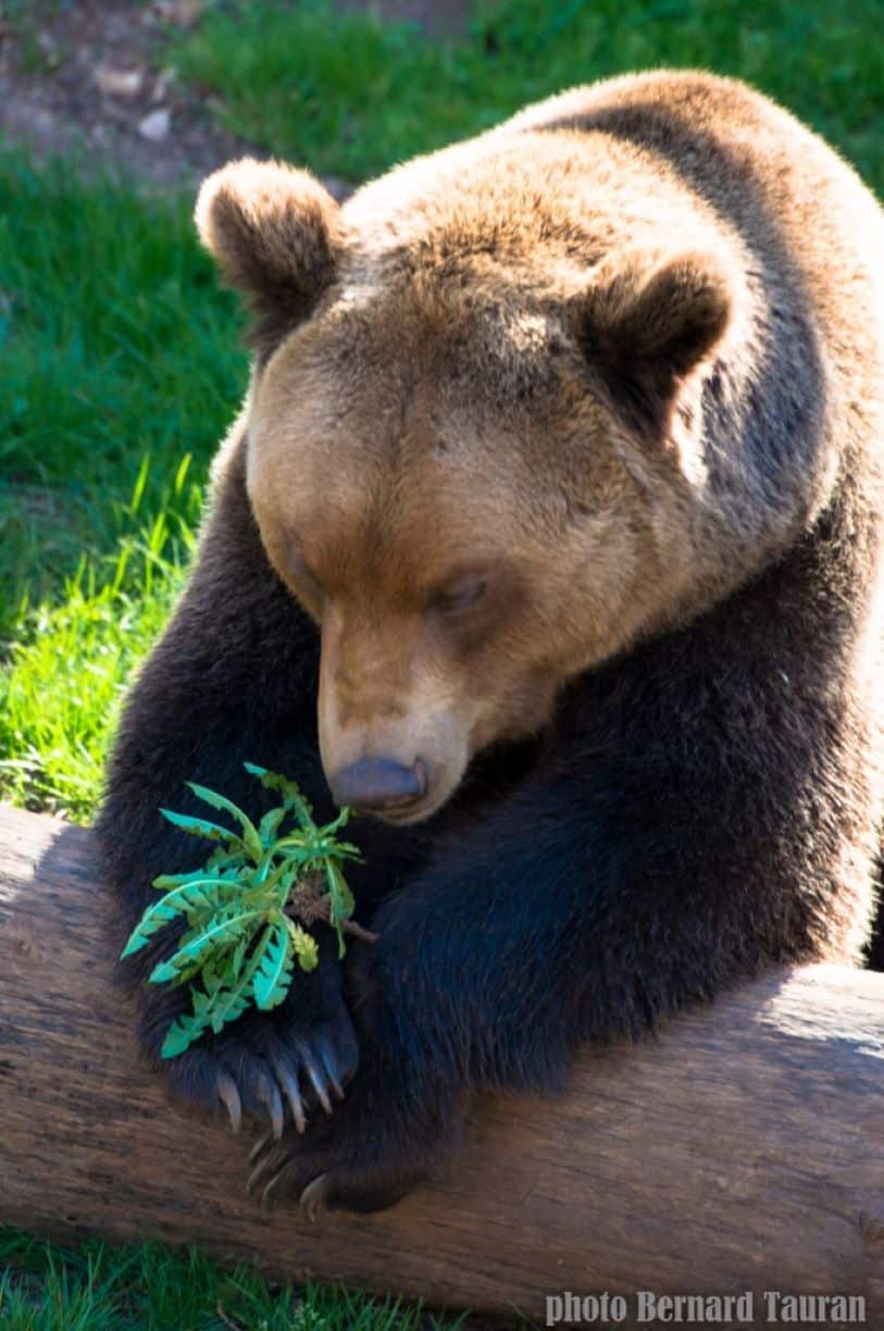 Ours Parc animalier - Gramat