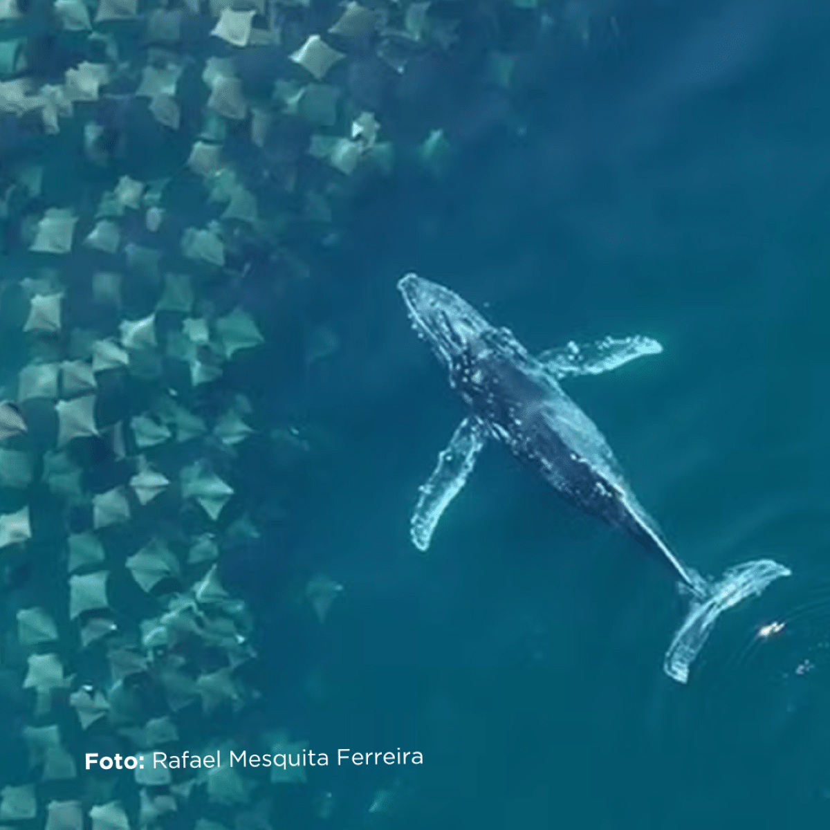 whale watching destinations in Brazil