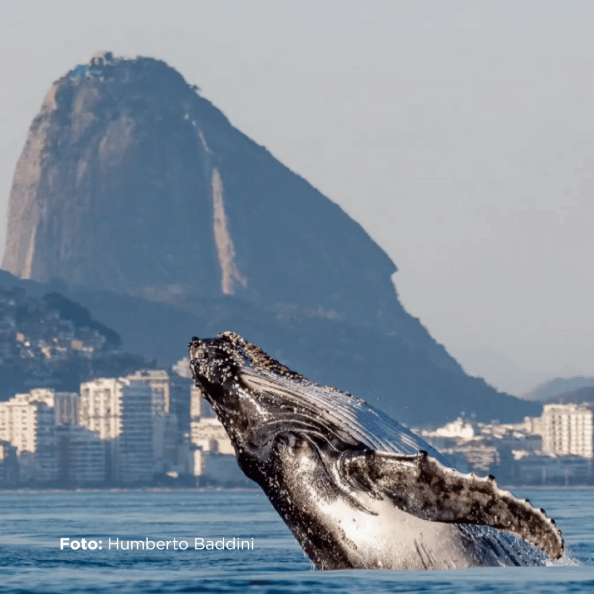 whale watching destinations in Brazil