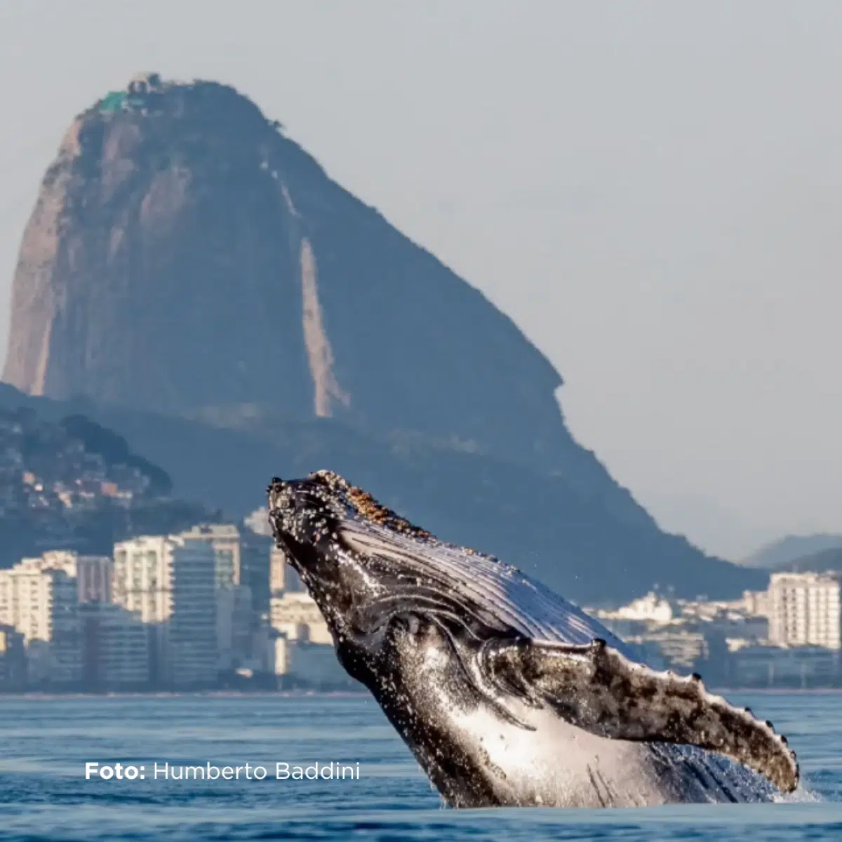 whale watching destinations in Brazil