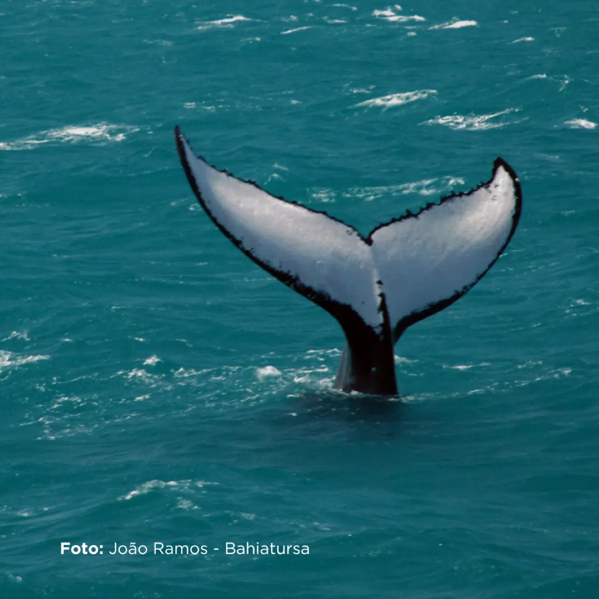 whale watching destinations in Brazil