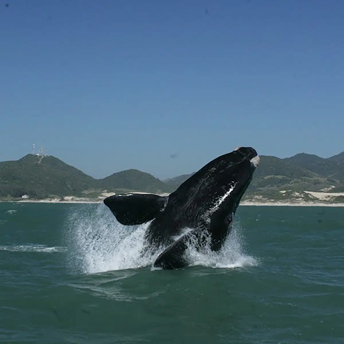 whale watching destinations in Brazil