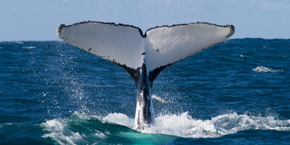 whale watching destinations in Brazil