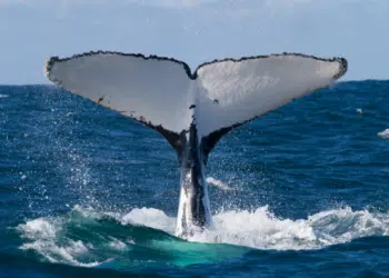 whale watching destinations in Brazil