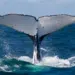 whale watching destinations in Brazil