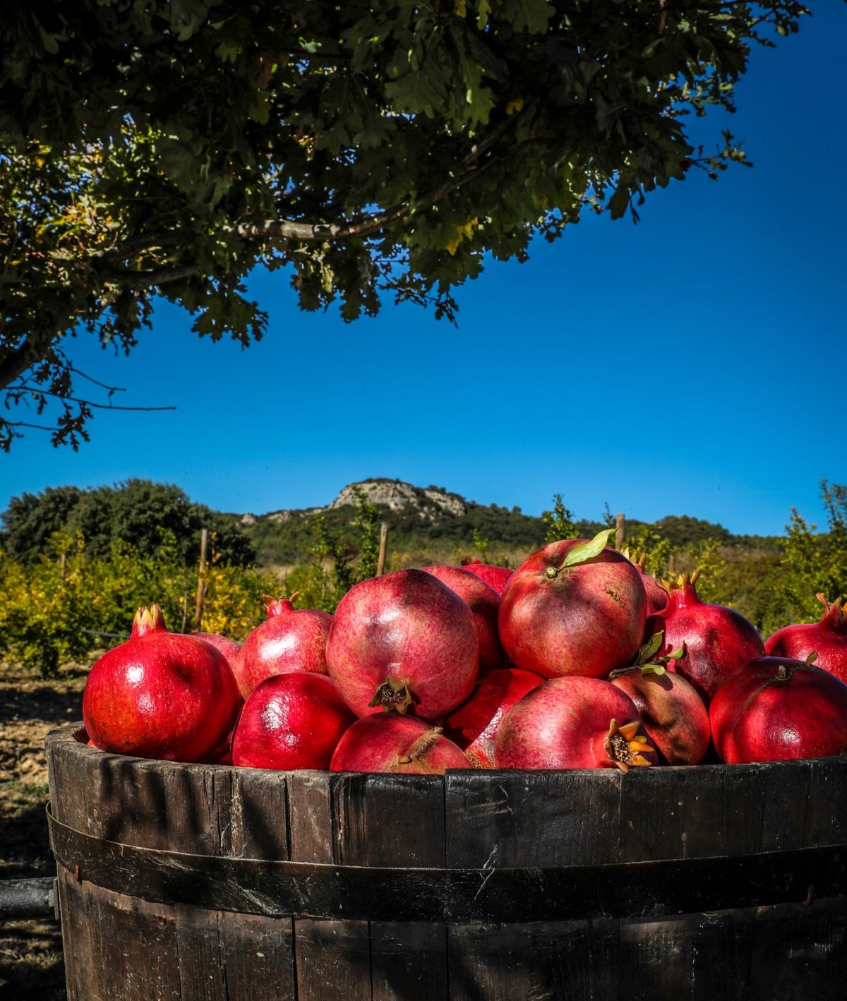 occitanie