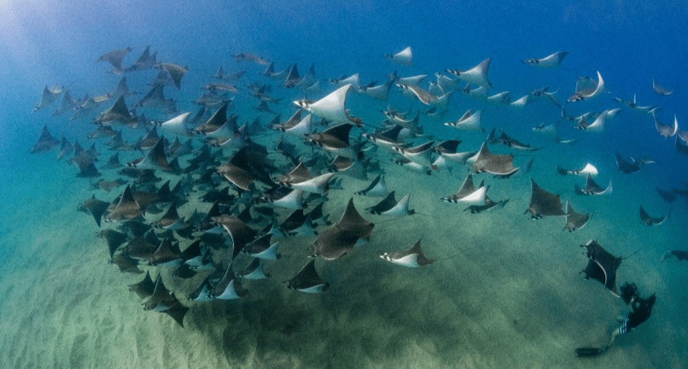 los cabos