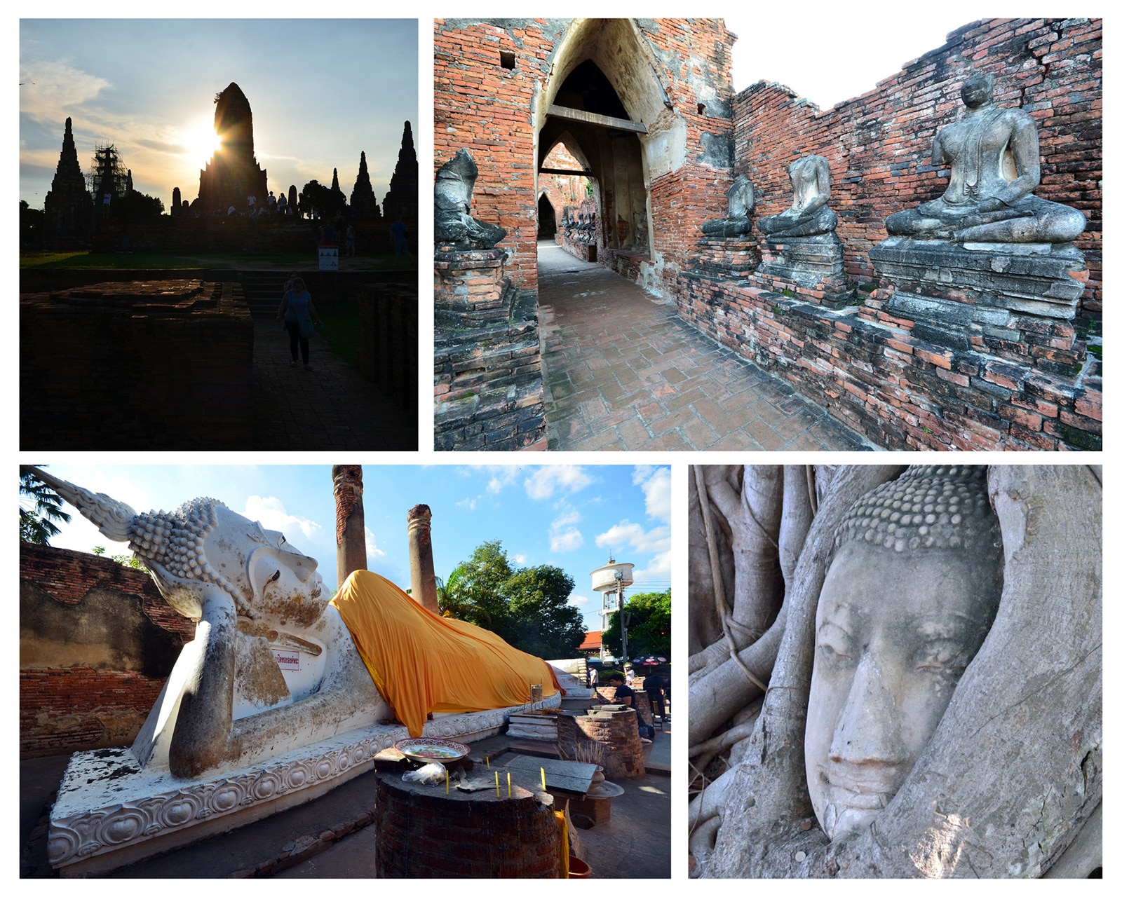 Une étonnante tête de Bouddha enserrée dans les racines noueuses d'un banian au Wat Mahathat.