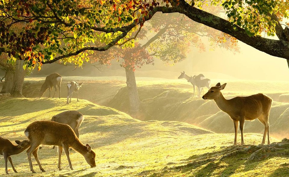 @Visit Nara - Parc de Nara