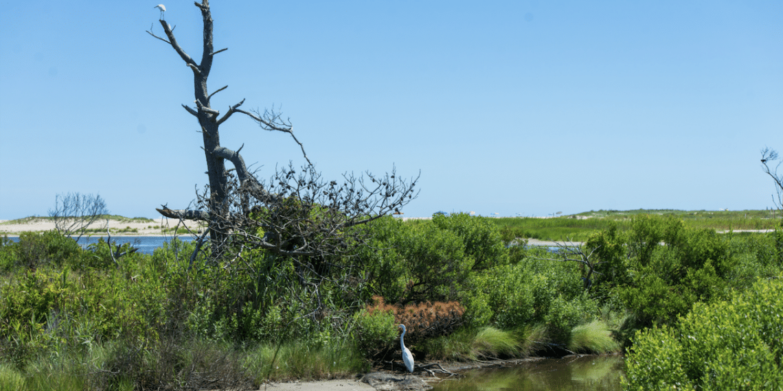 Refuge faunique national de Chincoteague, Virginie