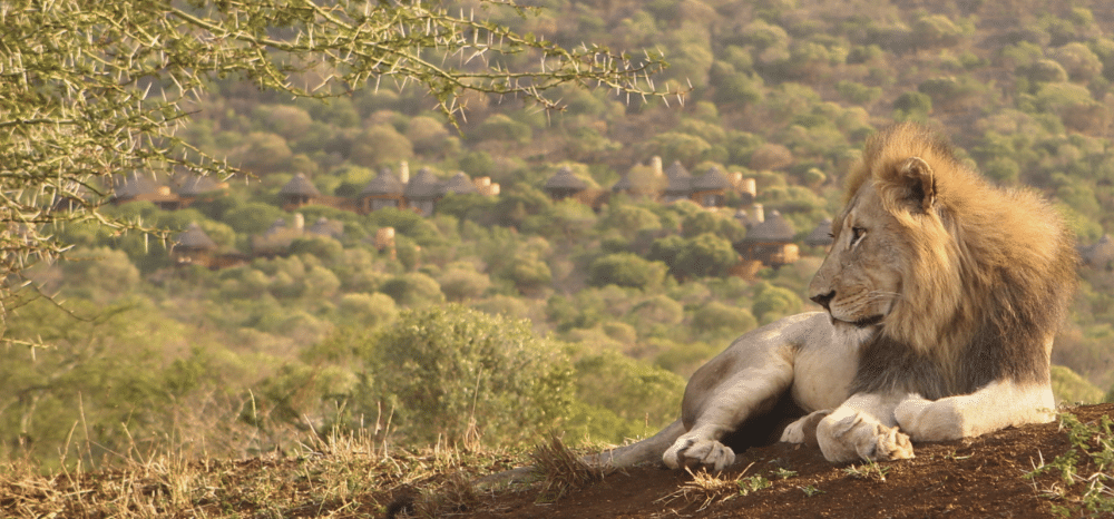 Jumeirah Thanda Safari