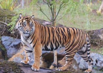 Zoo de La Boissière du Doré