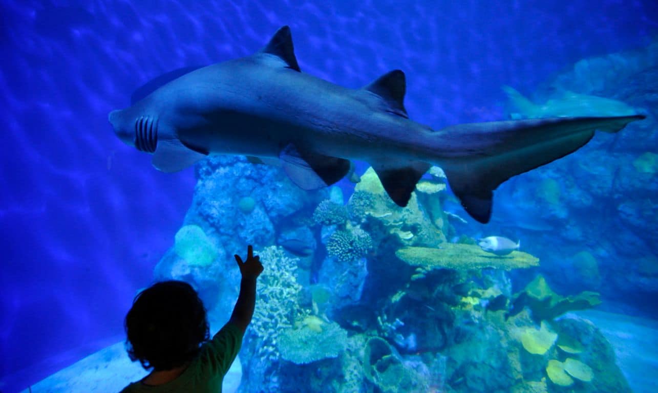 Denver Aquarium