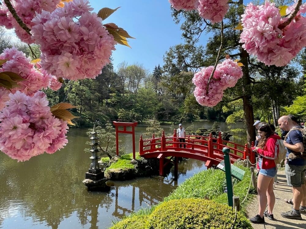 Hanami au Parc Oriental de Maulévrier - crédit Vincent Ripaud - agence Skillvalley (3)