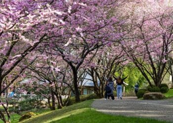 Hanami au Parc Oriental de Maulévrier - crédit Vincent Ripaud - agence Skillvalley (3)