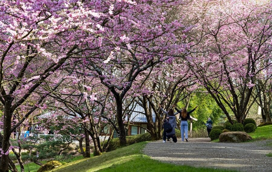 Hanami au Parc Oriental de Maulévrier - crédit Vincent Ripaud - agence Skillvalley (3)