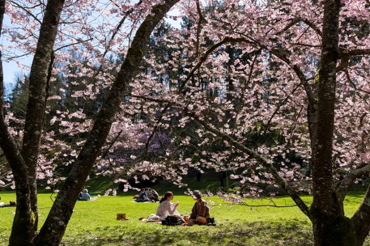 Hanami au Parc Oriental de Maulévrier - crédit Vincent Ripaud - agence Skillvalley (3)